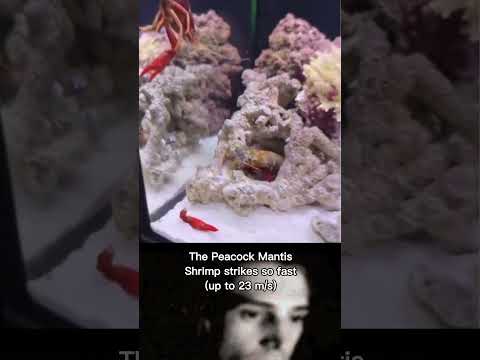 This Mantis Shrimp strikes with the speed of a bullet. #shorts #shrimp #ytshorts