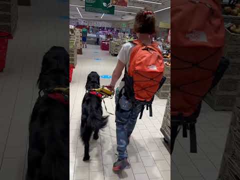 Gordon cerca banco macelleria! #youtube #dog #cane #yourdog #cani #animali #youtubeshorts #canis