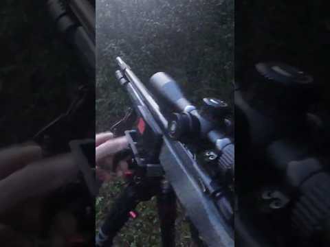 I Hunted this Deer in the Morning