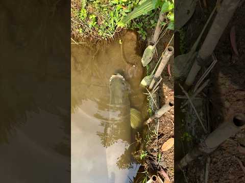 😱ബിസ്കറ്റ് തിന്നുന്ന😳Arapaima😌🔥#arapaimafish #monsterhunter