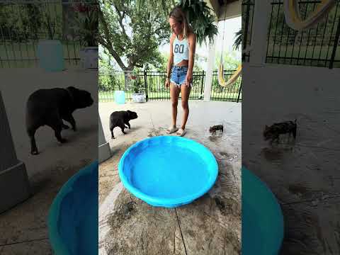 Piglet vs kiddie pool