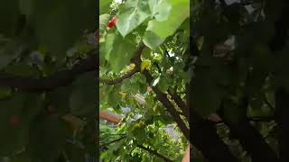 #travel #shortvideo ##short #shorts