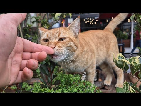 A Magnificently Beautiful orange stray cat.