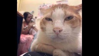 😺 Revenge of the cat! 🐈Friends, the full version of the new video is available on the new Baraban-TV