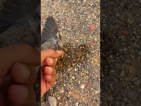 سقي طائر عطشان في اعز الحرارة  #السعودية  #arabica @wild_and_hunt  #مقناص