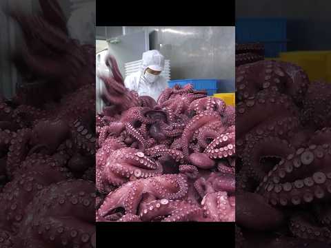 압도적인 생산량!!! 한번에 2,000kg 생산하는 자숙 문어 대량 생산 현장 / Parboiled Octopus Mass Production #shorts