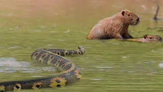 No Escape: Anaconda Strangles And Swallows Capybara Alive In A Brutal Hunt!