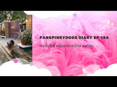 หมาโมโห! หนีออกจากบ้าน ลาก่อน! #pangpinkydogs l Pangpinkydogs Diary ep 154