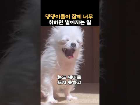 댕댕이들이 잠에 너무 취하면 벌어지는 일