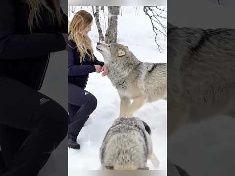 動物が飼い主と再会した感動の瞬間