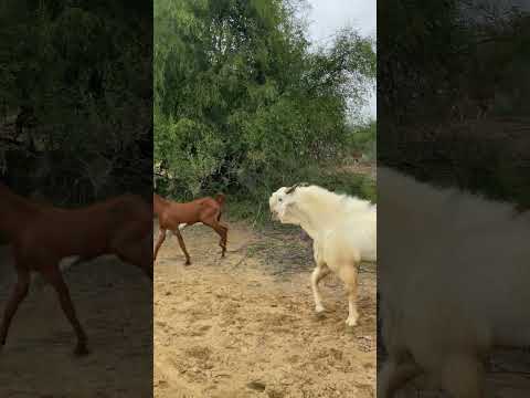 goats 🤣 fighting 🤣 sounds style