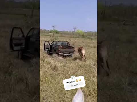 Pegou o bezerro da vaca veja no que deu 😳😱 #pecuarista #fazenda #cavalo #gado #cavalos
