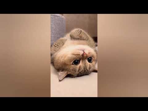 🔴🐾Cute Cat ! 😼🎯#shorts #funny #cute #cat #kitten #meow