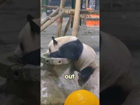 The liveliest panda on the internet #love #animals #shorts #panda #cute