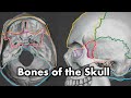 Human Skull Bone Identification