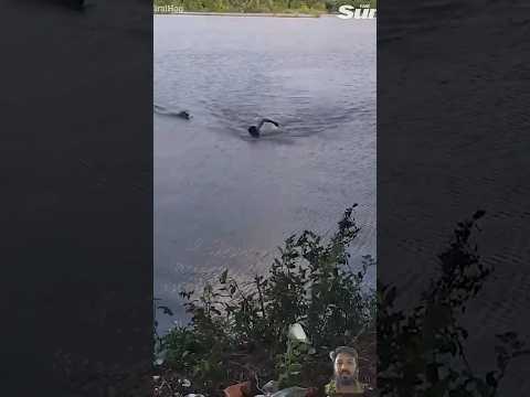 attack #nature #carpfishing #alligator #brazil #fish #travel #fishing #risk #dangerous #shortsvideo