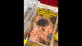 蚂蚁城市储存的种子不多了，这次给它们补充了一大把 #养蚂蚁  #勤劳收获蚁  #爬宠