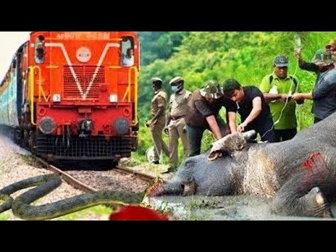 Giant Sleeping Elephant vs Two Trains | Stops the train | BeamNG.Drive