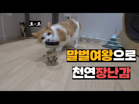 말벌여왕 5마리 잡아서 고양이 3마리 있는 방에 풀어주기