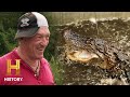 Alligator Hunting Season Insights