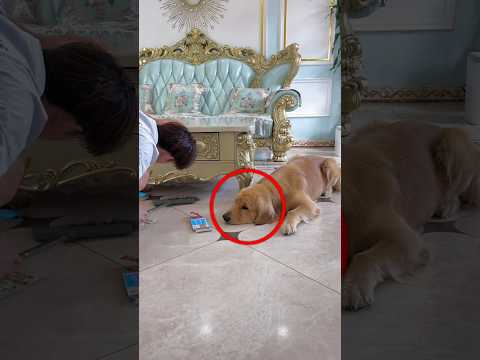 This Dog Secretly Stole Money from His Owner