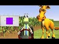 Finding the Perimeter of Polygons