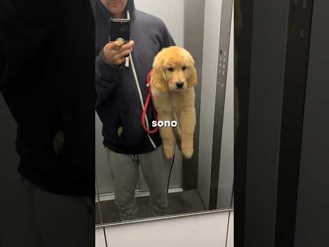 È faticoso crescere un cucciolo?