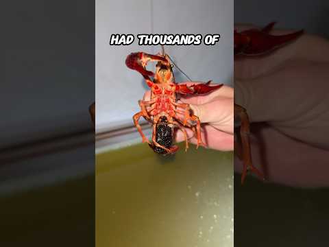 SOMETHING IS GROWING ON MY PET CRAWFISH??