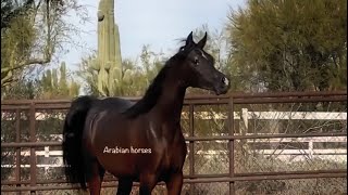 Arabian Horses For Sale خيل عربي اصيل للبيع مهره عربيه للبيع خيول عربيه للبيع