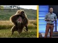 Understanding Gelada Monkeys