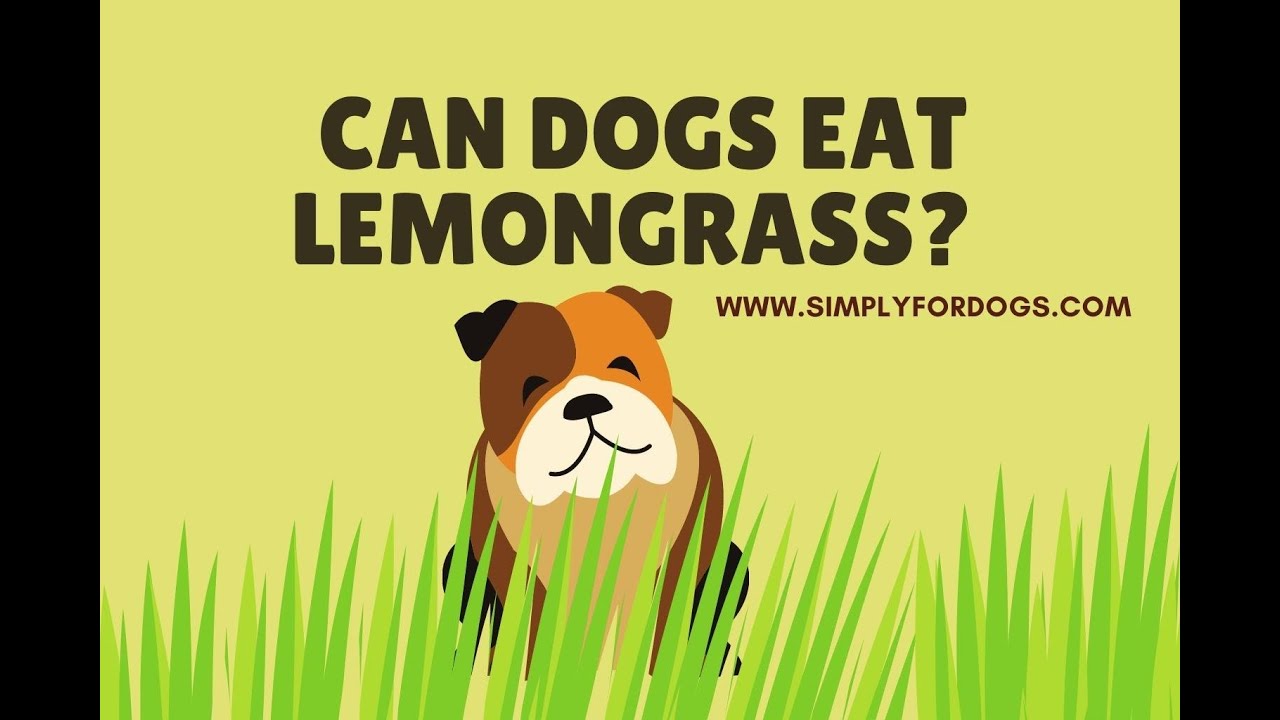 Can Dogs Eat Lemon Grass