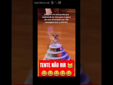 🔴 TENTE NÃO RIR - Animais Engraçados Ep265 🐾🐕😹