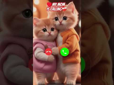 #cat #funnycallringto #cutecat #ringintone #funny #cute #catlover #ringtone #smartphone #music