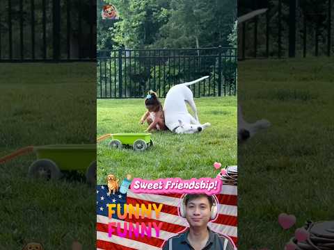 🐶🍼❤️ SWEET FRIENDSHIP! |#168| #shorts #funny #baby #dog #love #sweet #friendship #pets #puppy