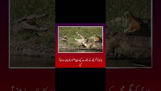 صالح پٹ میں نارا کینال کے کنارے پر کپڑے دھوتی 3 بچوں کی ماں پر مگر مچھ نے حملہ کر دیا تھا اور گھسی