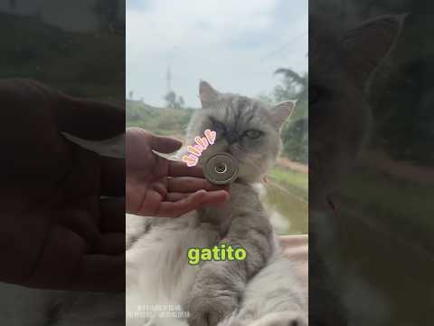 He put magnetic collar on his cat.#cat #pets