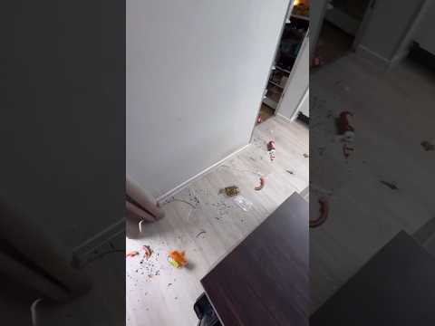 Un animal s’introduit chez moi  ?(partie 2)