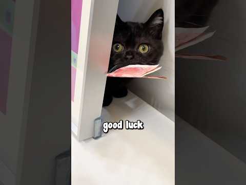 Luckiest Black Cat In The World 😱❤️
