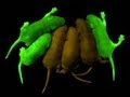 Synthetic Biology: Concepts and Concerns