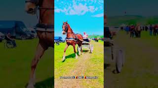#horse #stallion #cal #beauty @PromovariCaiRomania