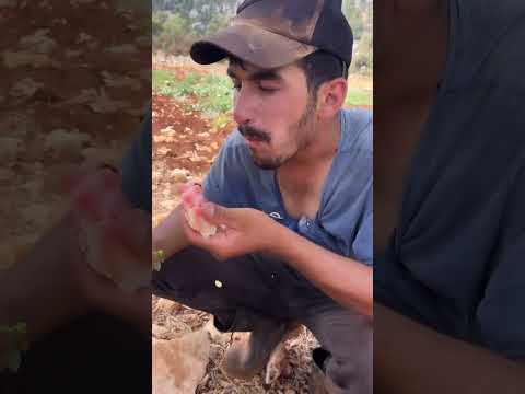 GÜZEL KARPUZ NASIL SEÇİLİR OYNAT BAKALIM 😎