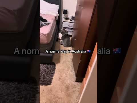 A normal day in Australia😱😰#funny #foryou #fypツ #fyp #australia #koala
