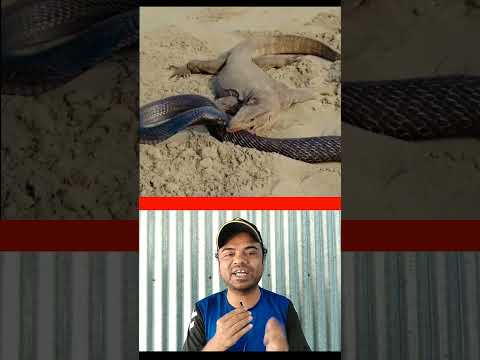 গুঁইসাপ। #shorts