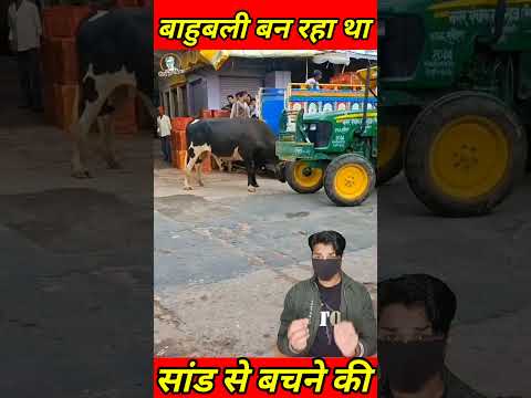 बिना मतलब सड़क पर बाहुबली बन रहा था सांड #bull