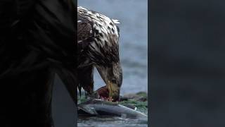 A Salmon's Perilous Journey | #DeepLook #Shorts
