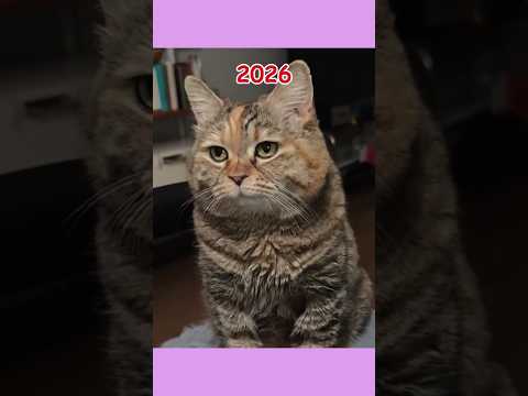 Internet Famous Cat Memes Now?๐๐๏ธ #shorts