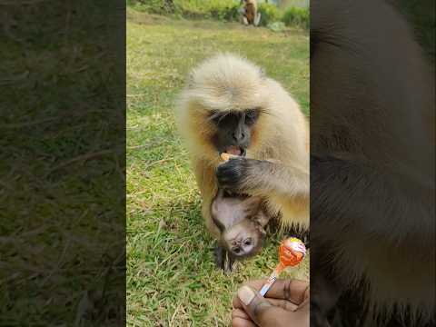 Baby Langur #animals #shorts