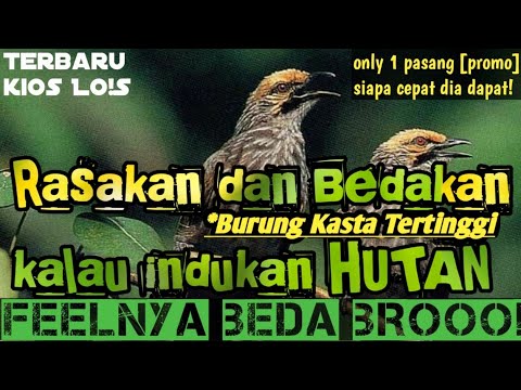 RASAKAN DAN BEDAKAN ! EMANG KL INDUKAN HUTAN FEEL DAPAT BROO !