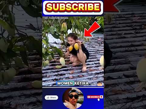 Ketika pohon mangga berbuah banyak diatas atap rumah😁