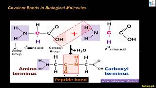Covalent And Ionic Bonds In Biological Molecules